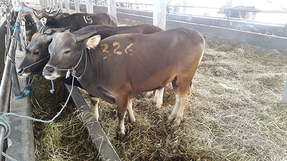 jual kambing qurban di tanah abang