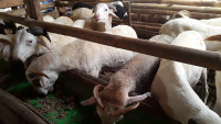 Aqiqah Di Bojongnangka