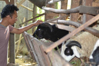 Jual Kambing Qurban Di Depok